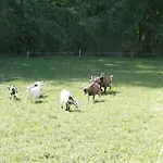 克劳特霍夫梅司隶格尔酒店 * Losenstein