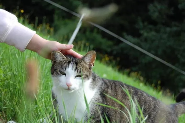 Bauernhof Kräuterhof Miesrigl Losenstein