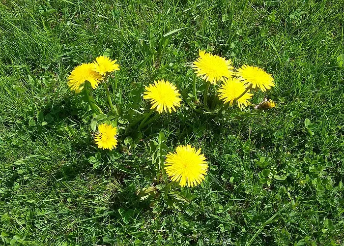 Κατάλυμα σε φάρμα Kraeuterhof Miesrigl