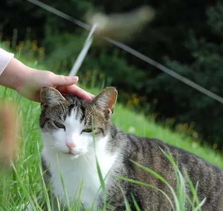Farm stay Kraeuterhof Miesrigl Losenstein