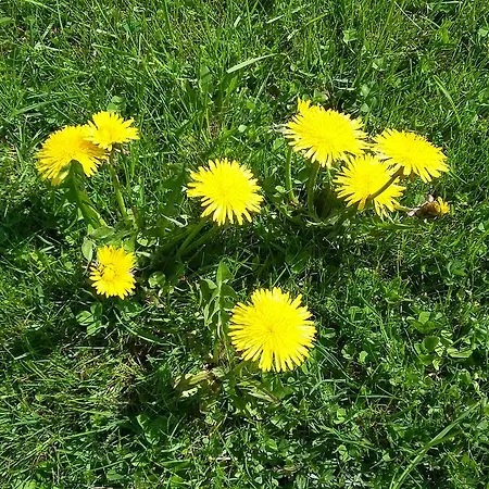 Farm stay Kraeuterhof Miesrigl